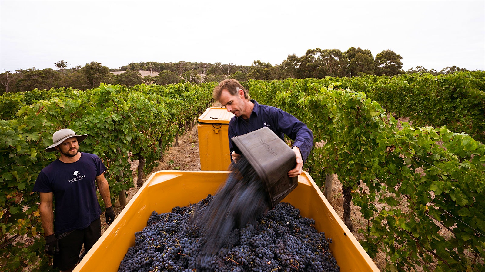 Workers harvest grapes in a Vasse Felix vineyard.